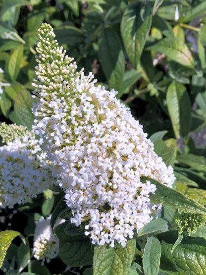 Close-up of long, spike-like, white flower surrounded by green leaves