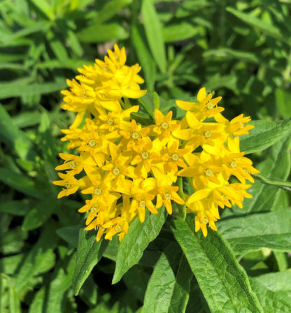 Cluster of small yellow flowers and green foliage