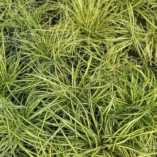 evergold carex