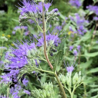 Clusters of puffy blue flowers surrounded by green leaves