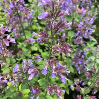 Close-up of purple-blue flower spikes surrounded by green leaves