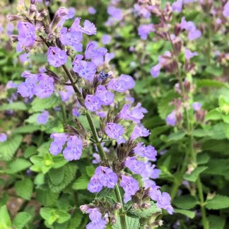 Close-up of purple-blue flower spikes surrounded by green leaves