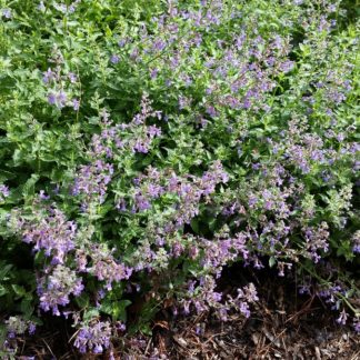 Sprays of spiky, blue flowers cover a green perennial planted in front of sidewalk