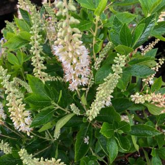 hummingbird clethra flowers