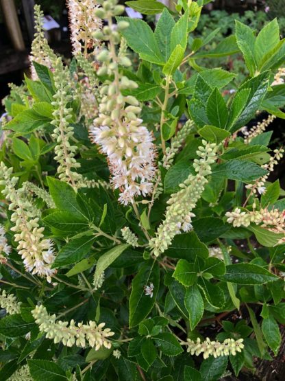 hummingbird clethra flowers