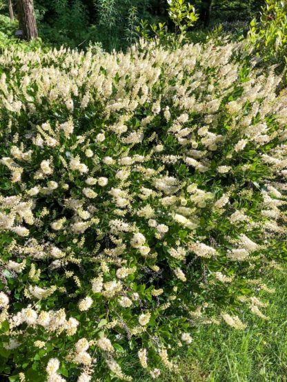 blooming hummingbird clethra