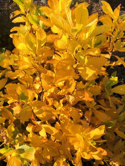 hummingbird clethra leaves