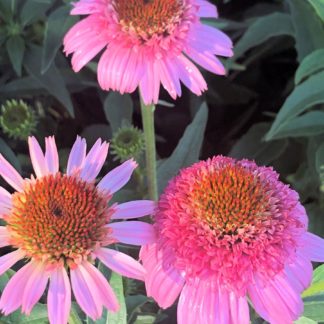 Close-up of pink coneflowers with pink centers