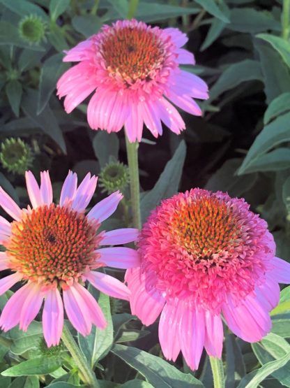 Close-up of pink coneflowers with pink centers