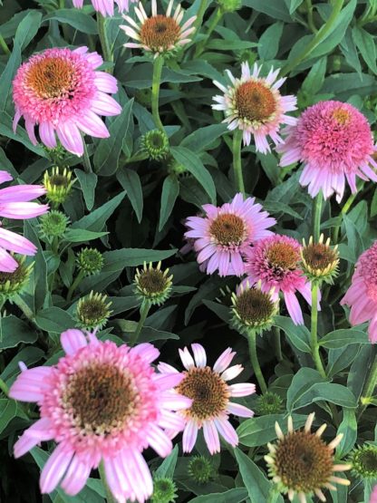 Close-up of pink coneflowers with pink centers as well as flower buds