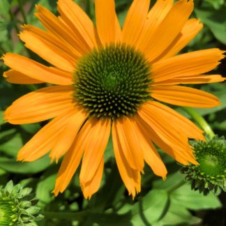 Close-up of yellow coneflower with green center