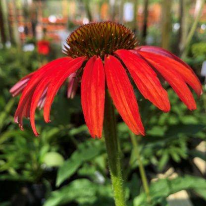 Close-up of red coneflowers with brown center