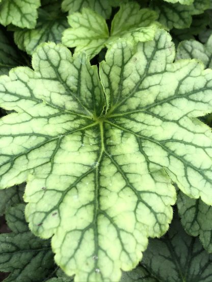 Close-up of light green leaves with dark green veins