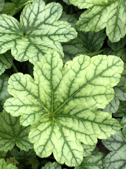 Close-up of light green leaves with dark green veins