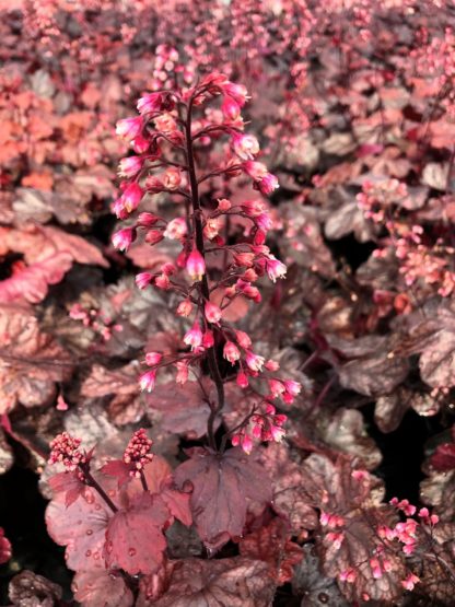 Tiny, red, spike-like flowers blooming over burgundy-colored foliage