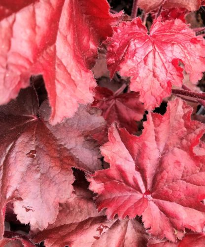 Close-up of red leaves