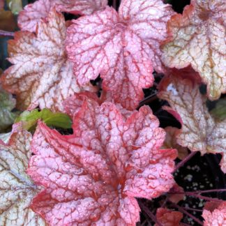 Close-up of reddish-pink, greenish and golden leaves