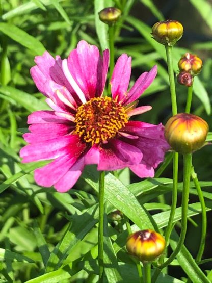 Close-up of bright pink flower with yellow center