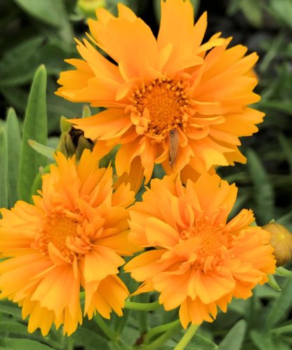 Close-up of yellow flowers with yellow centers