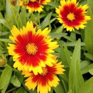 Yellow flowers with red ring around center of yellow