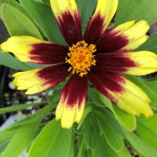 Close-up of yellow flower with red ring around golden center surrounded by green leaves