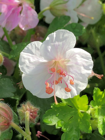 geranium biokovo