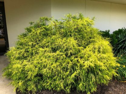 Rounded shrub with soft, loose, drooping yellow and green needles planted in mulch bed