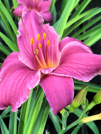 Large, cupped, purple flower with yellow stamens surrounded by grass-like foliage