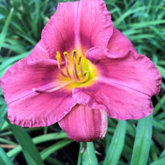 Large, cupped, purple flower with yellow stamens surrounded by grass-like foliage