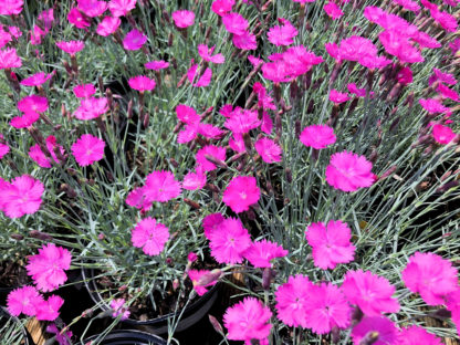 purple dianthus firewitch