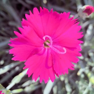 Close-up of small, bright pink flower and flower bud