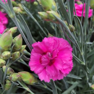 Close up of small, bright pink flower surrounded by blue-green foliage and flower buds