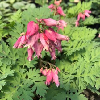 Close-up of pink heart-shaped flowers which rise above lacy, green foliage