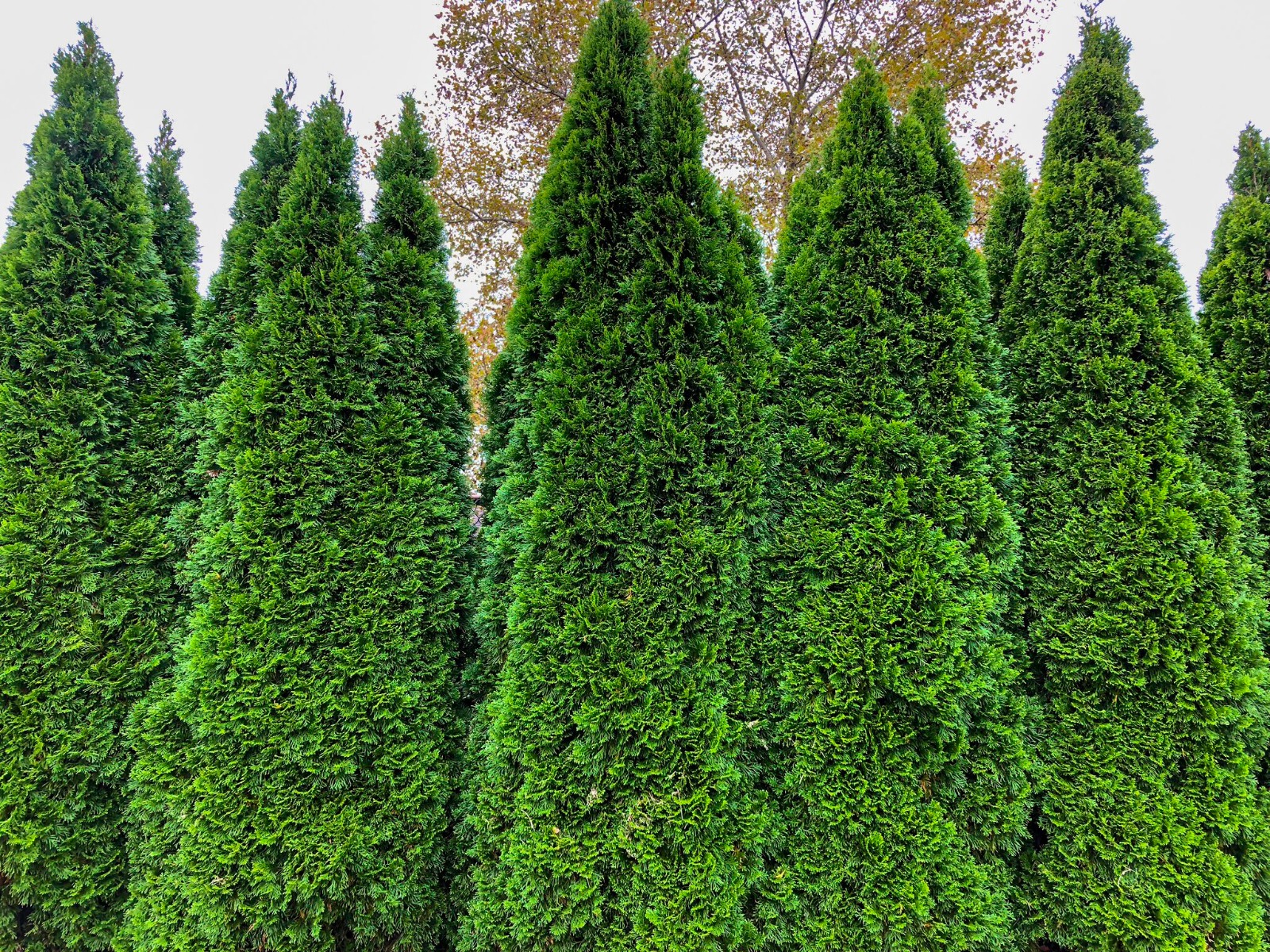 Arborvitae Emerald Green Plantjoy   Emerald 