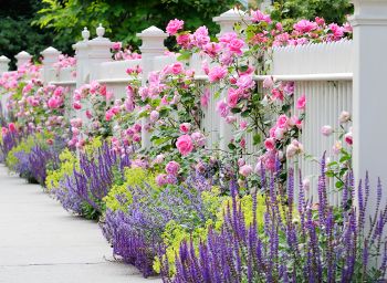 english garden with pink and purple flowers