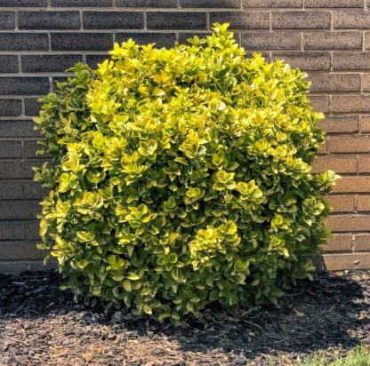 Small, round shrub with yellow and green variegated leaves planted in front of brick wall