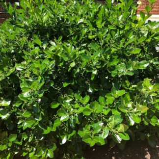 Shrub with shiny green leaves planted in front of a building