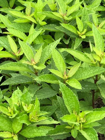 baby joe eupatorium