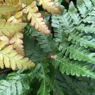 Ferns with green and bronzy foliage