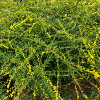 fireworks goldenrod