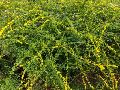 fireworks goldenrod