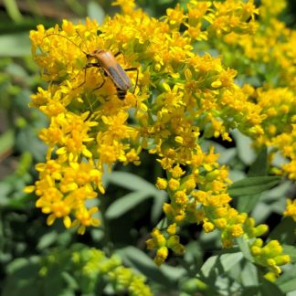 solar cascade goldenrod