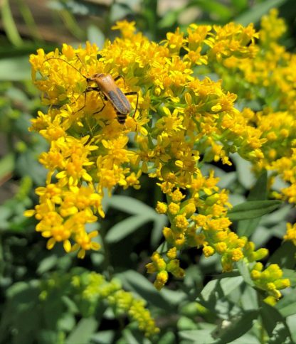 solar cascade goldenrod