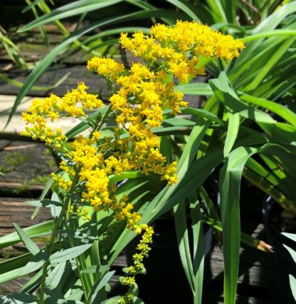 solar cascade goldenrod