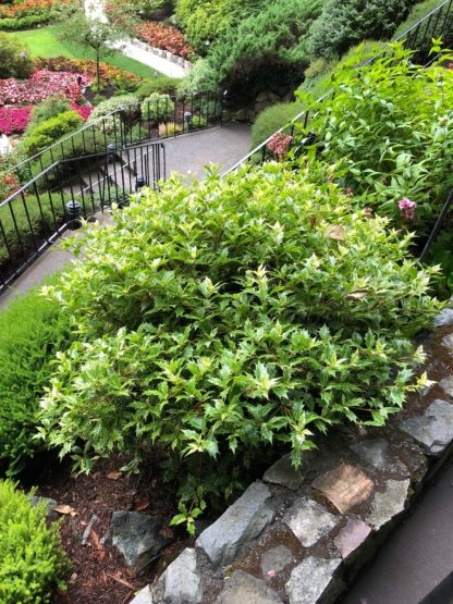 goshiki bushes in large garden landscape