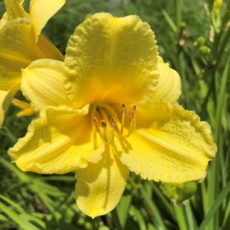 Large, cupped, yellow flower with surrounded by grass-like foliage