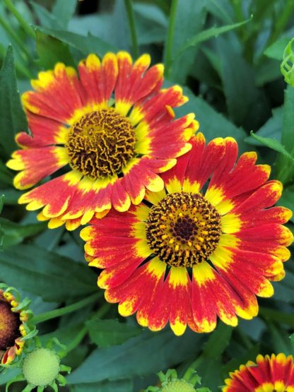 helenium fuego