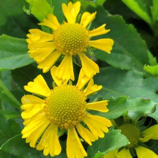 helenium sombrero