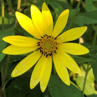 lemon queen helianthus