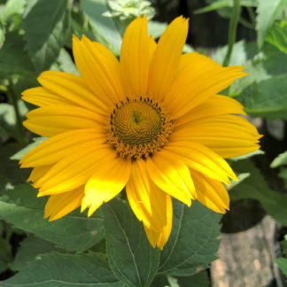 Close-up of yellow, daisy-like flower with yellow center